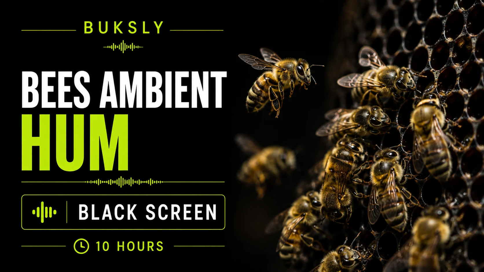 Bees Ambient Hum ambient cover for concentration
