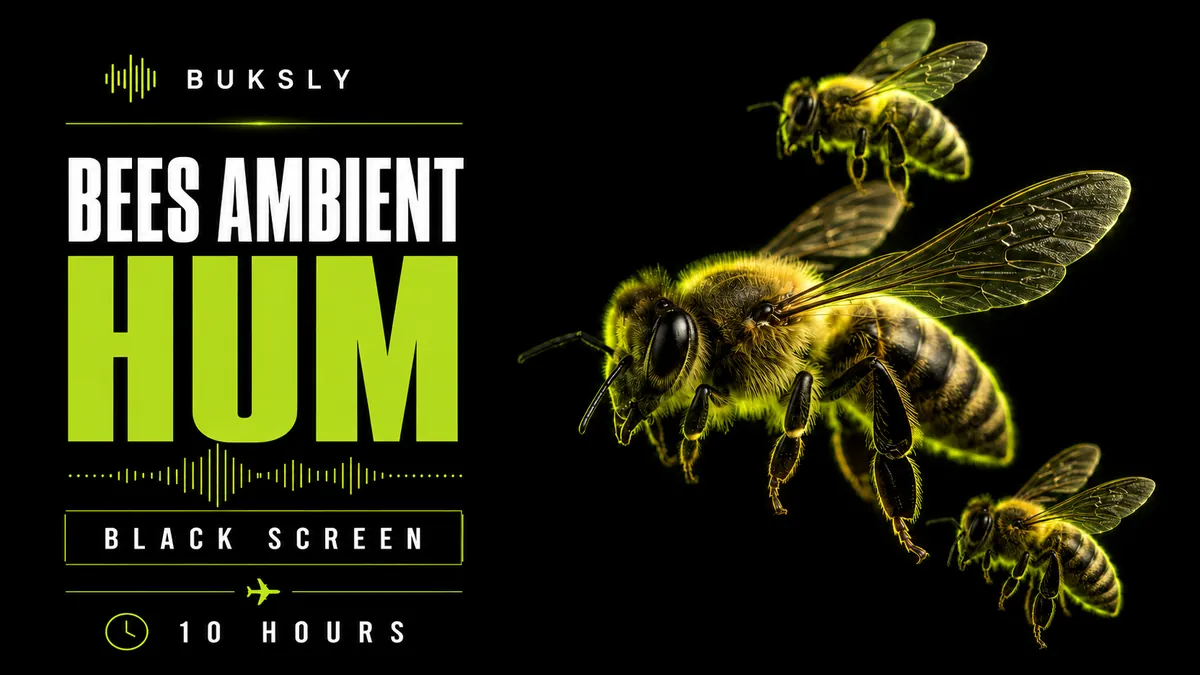Bees Ambient Hum ambient cover for sleep